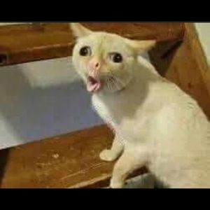 Meet your Posher, Moon